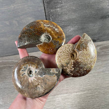 Load image into Gallery viewer, Ammonite Fossils by the Inch – Natural Fossil Specimens