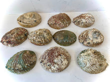 Load image into Gallery viewer, Abalone Shell Smudge Bowls (Large)