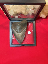 Load image into Gallery viewer, Large Megalodon Tooth