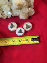 Load image into Gallery viewer, Small Megalodon Shark Tooth