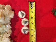 Load image into Gallery viewer, Mako Shark Tooth