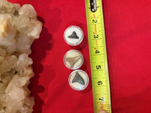 Load image into Gallery viewer, Great White Shark Tooth
