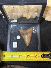 Load image into Gallery viewer, Large Megalodon Tooth