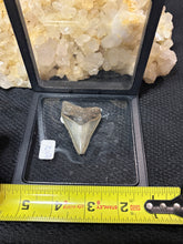 Load image into Gallery viewer, Large Megalodon Tooth