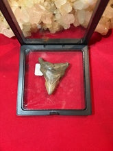 Load image into Gallery viewer, Large Megalodon Tooth