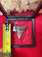 Load image into Gallery viewer, Large Megalodon Tooth