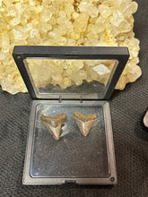 Load image into Gallery viewer, Large Megalodon Tooth
