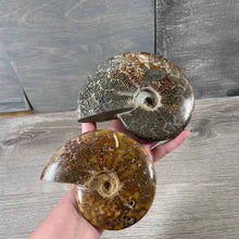 Load image into Gallery viewer, Ammonite Fossils by the Inch – Natural Fossil Specimens