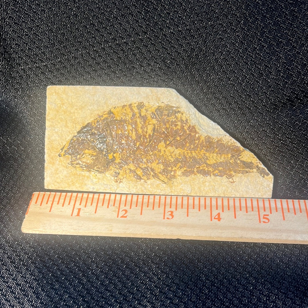 Fish Fossil