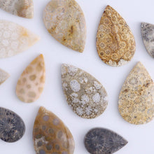 Load image into Gallery viewer, One Fossil Coral Teardrop Cab
