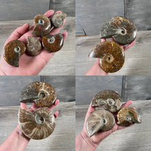 Load image into Gallery viewer, Ammonite Fossils by the Inch – Natural Fossil Specimens
