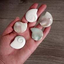 Load image into Gallery viewer, Shiva Shell Ammonite Shaped
