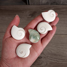 Load image into Gallery viewer, Shiva Shell Ammonite Shaped
