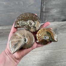 Load image into Gallery viewer, Ammonite Fossils by the Inch – Natural Fossil Specimens
