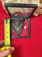 Load image into Gallery viewer, Large Megalodon Tooth
