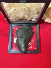 Load image into Gallery viewer, Large Megalodon Tooth
