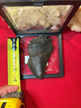 Load image into Gallery viewer, Large Megalodon Tooth
