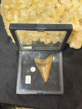 Load image into Gallery viewer, Large Megalodon Tooth

