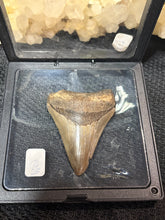 Load image into Gallery viewer, Large Megalodon Tooth
