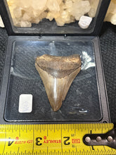 Load image into Gallery viewer, Large Megalodon Tooth
