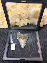 Load image into Gallery viewer, Large Megalodon Tooth
