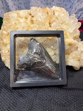 Load image into Gallery viewer, Large Megalodon Tooth
