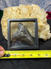 Load image into Gallery viewer, Large Megalodon Tooth
