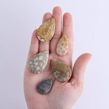 Load image into Gallery viewer, One Fossil Coral Teardrop Cab
