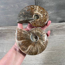 Load image into Gallery viewer, Ammonite Fossils by the Inch – Natural Fossil Specimens
