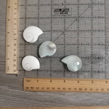 Load image into Gallery viewer, Shiva Shell Ammonite Shaped
